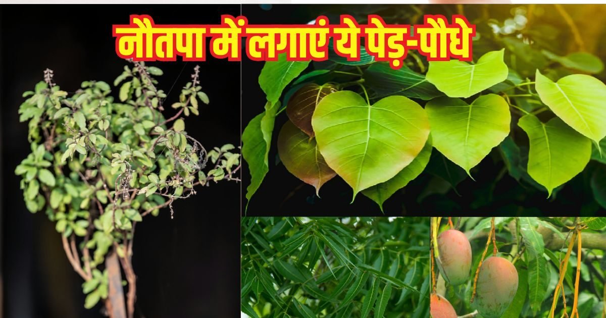 nautapa 2025 and tree 2025 05 fb0efd3d5489acd057cce7135ce479e7